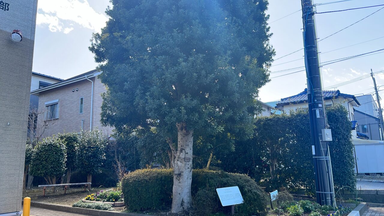 大野台公民館ヤマモモ