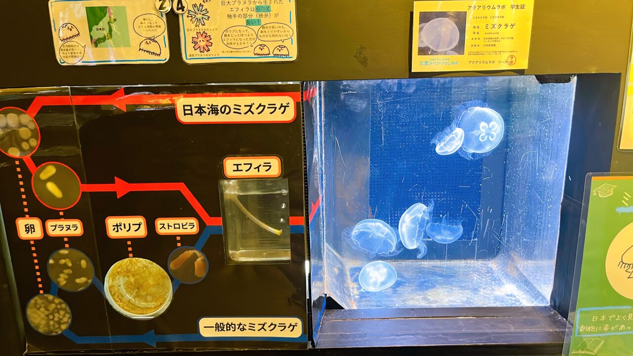 北里アクアリウムラボ