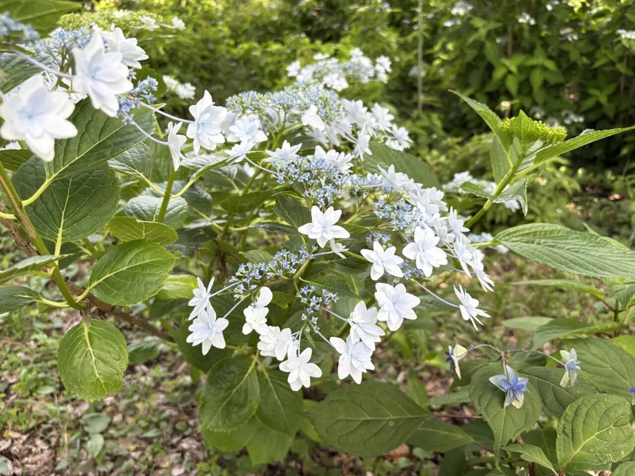 紫陽花