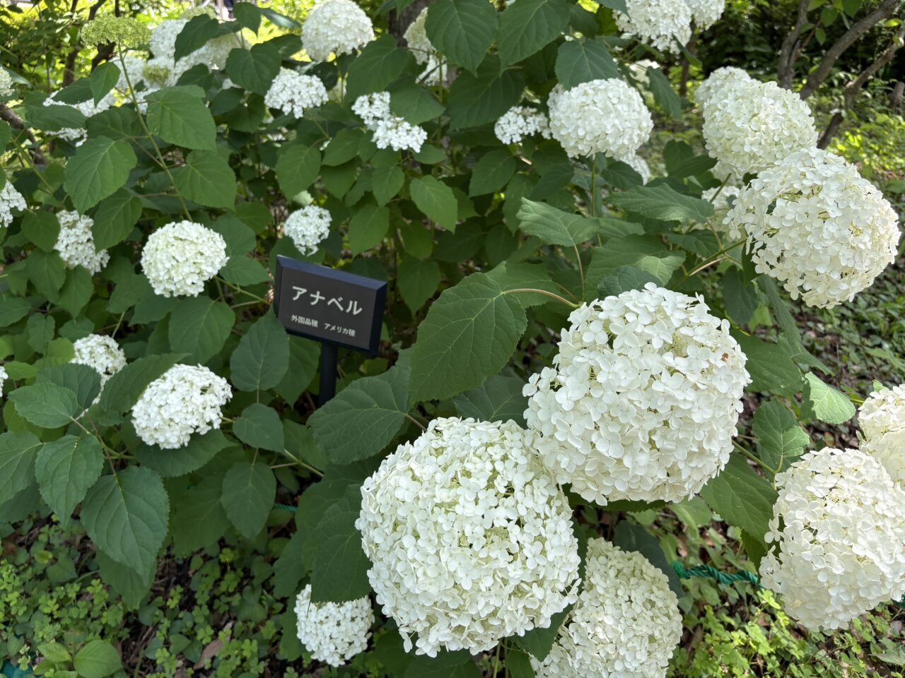紫陽花(アナベル)