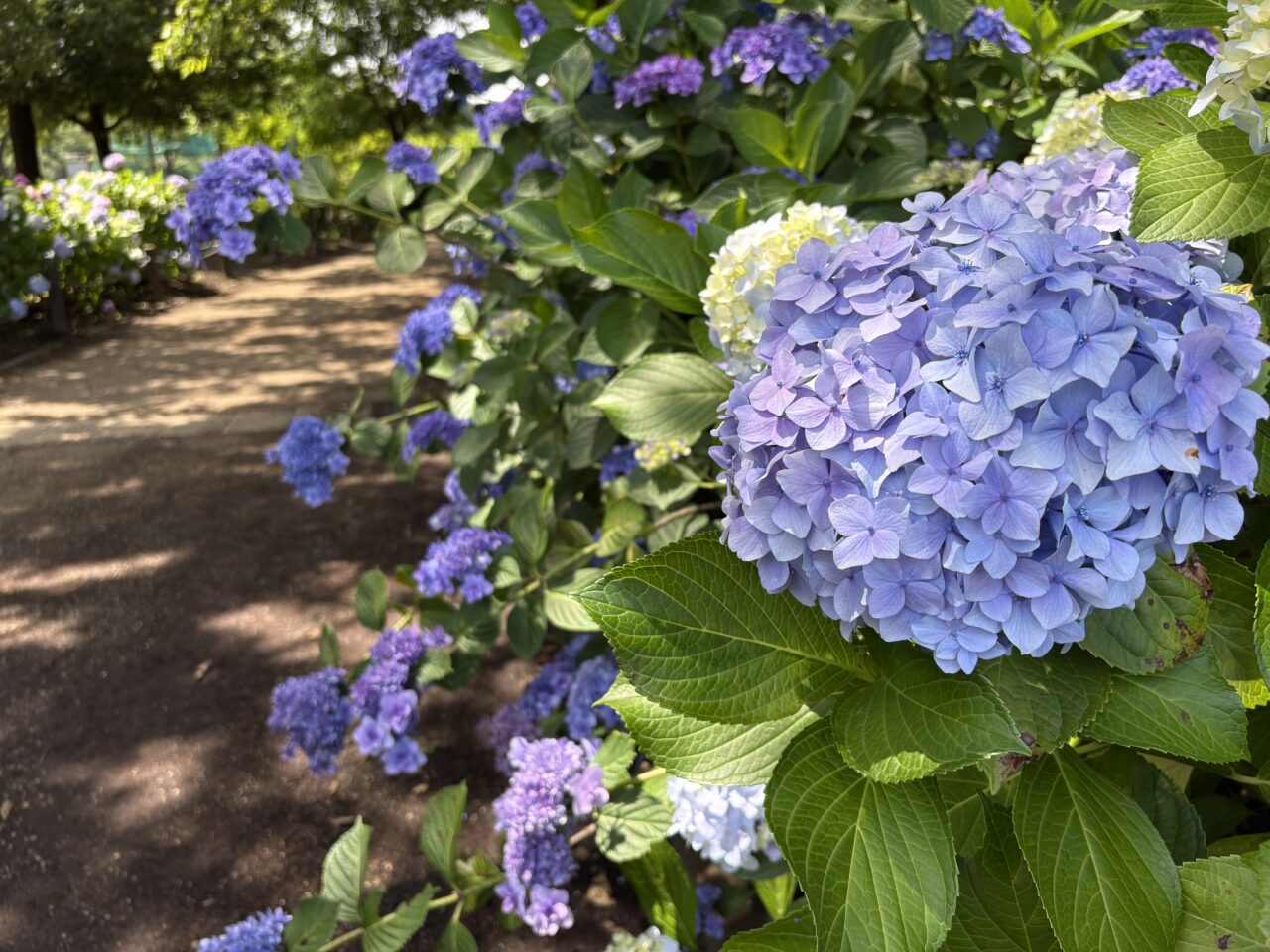 紫陽花