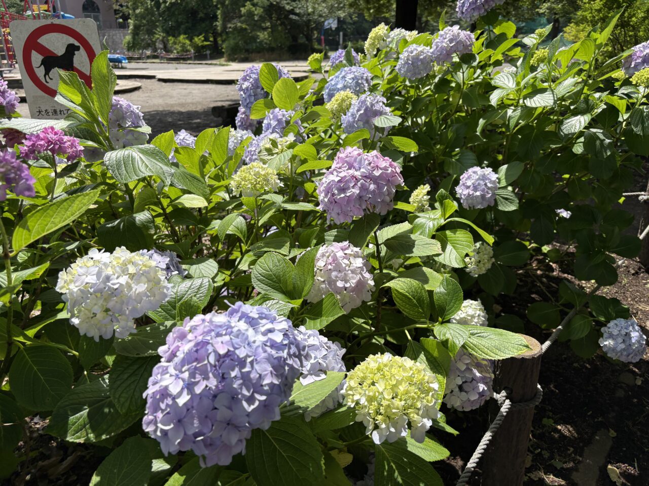 紫陽花