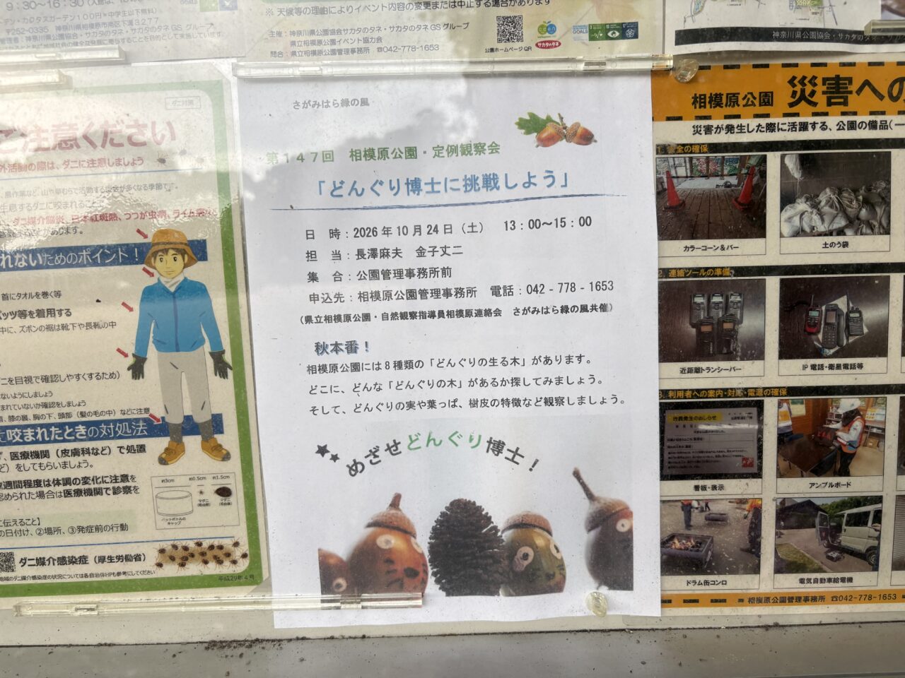 どんぐり